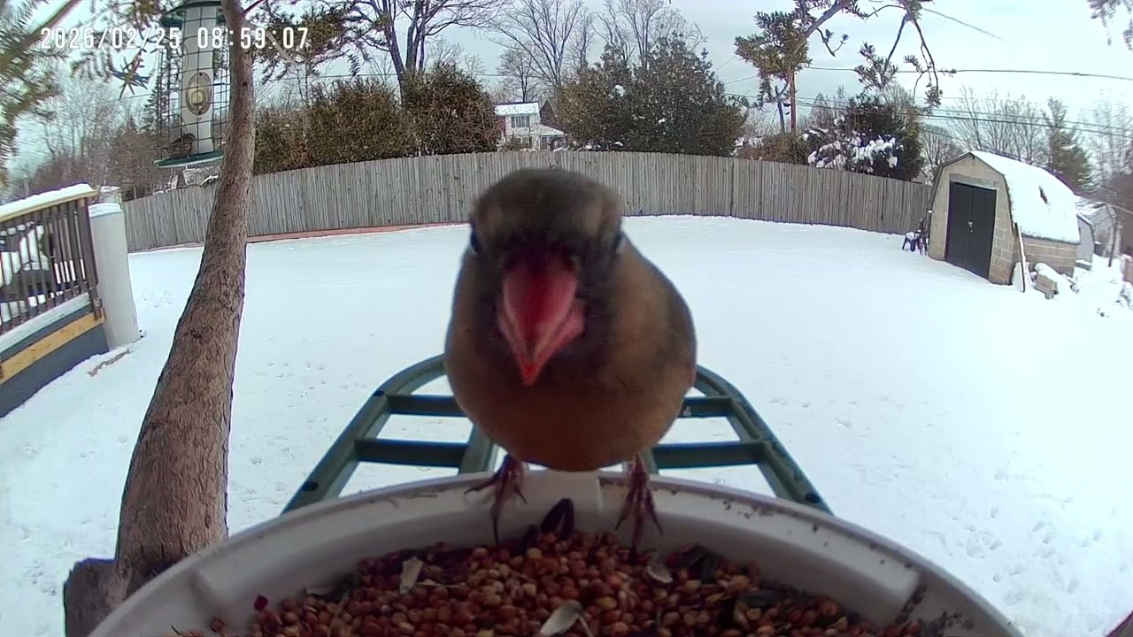 Birds & Wildlife on Bird Feeder Camera 2K #birds #birdsforcatstowatch #birdidentification #deer