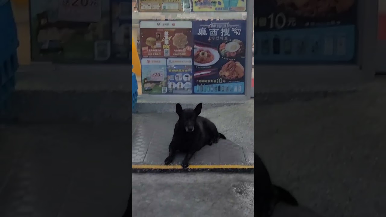 #BLACK #DOG #GUARD THE #HILIFE #STORE #TAIWAN #SHORT