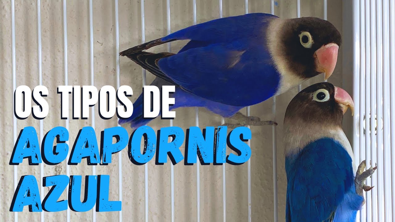 COMO TRABALHAR COM AGAPORNIS PERSONATA AZUL, VIOLETA E FATORS ESCURO