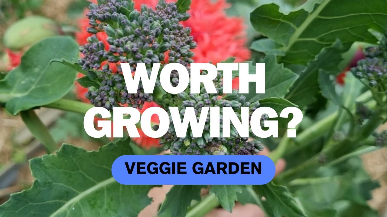 Spring Garden 2024 • Australia • Grow Your Own Food