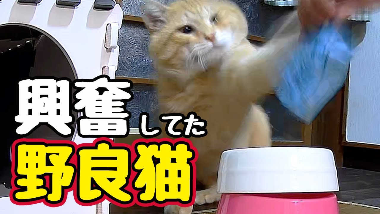 よく しゃべるな って油断してたら…【野良猫】