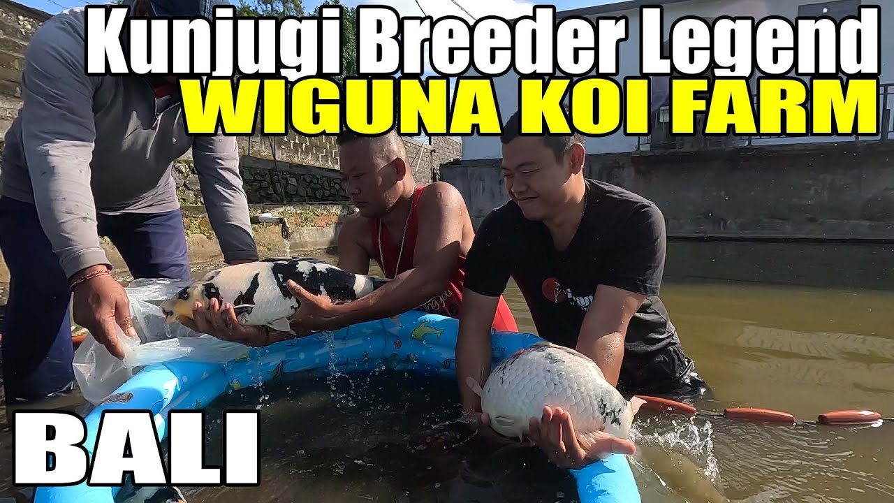 Breeder Koi Handal Yang Bisa Hasilkan Ikan Koi Jumbo Dan Sering Juara