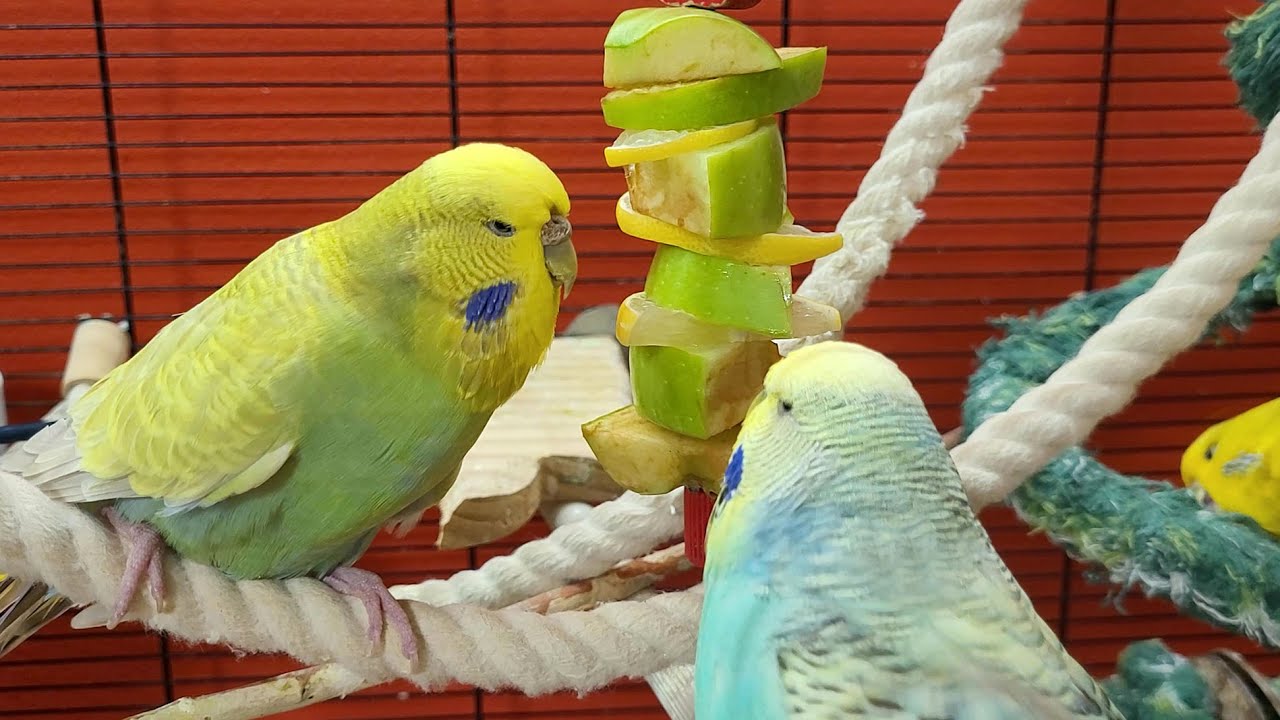 7 hours of budgie sounds to keep your pets in happy bird company
