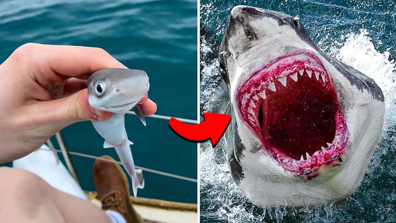 ANTES E DEPOIS DE ANIMAIS CRESCENDO. TRANSFORMAÇÕES ANIMAIS INCRÍVEIS