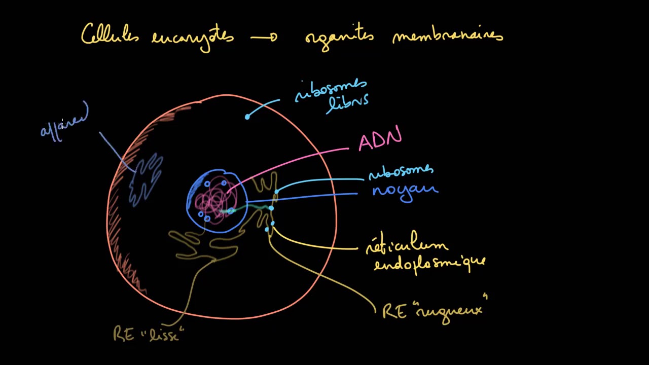 Les organites membranaires dans les cellules eucaryotes