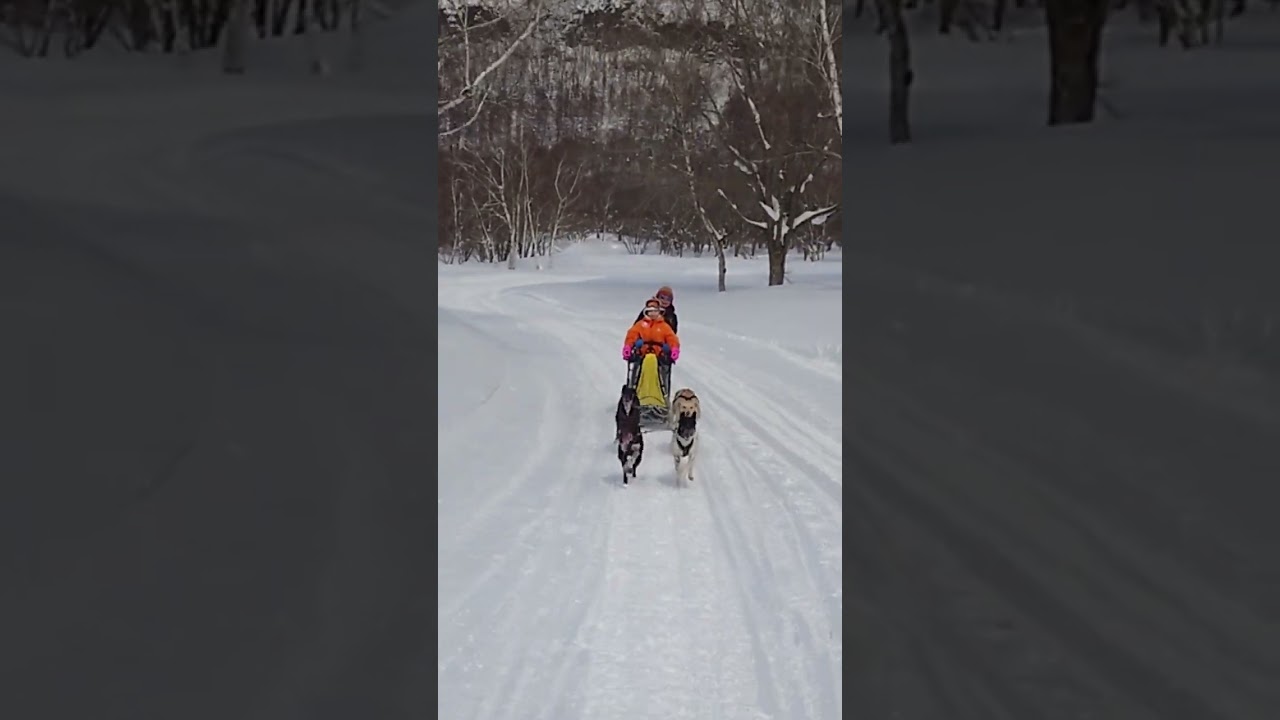 水上高原犬ぞり体験　Dog Sledding in Minakami ski resort 狗拉雪橇