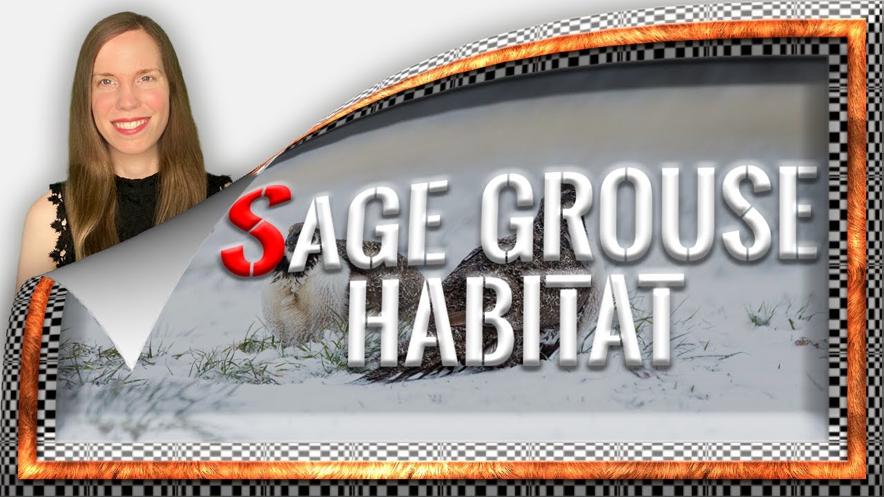 Sage Grouse Habitat? 5 Things You Ought To Know