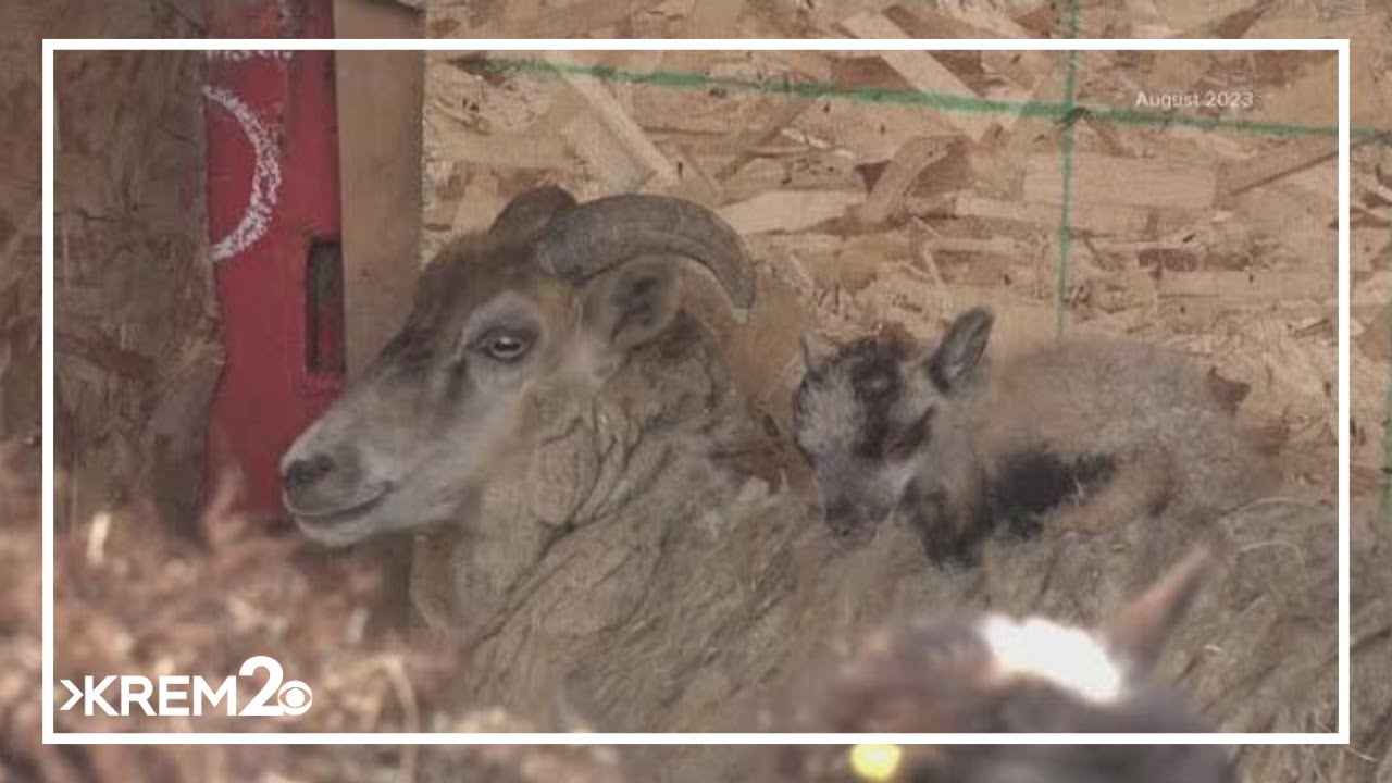 New WA law requires planning of pet shelters, make resources available during natural disasters