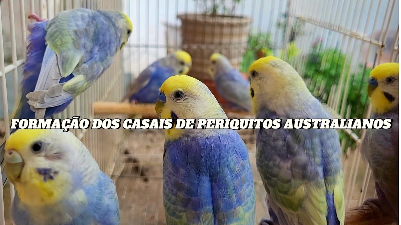Formação de casais dos periquitos arco-íris