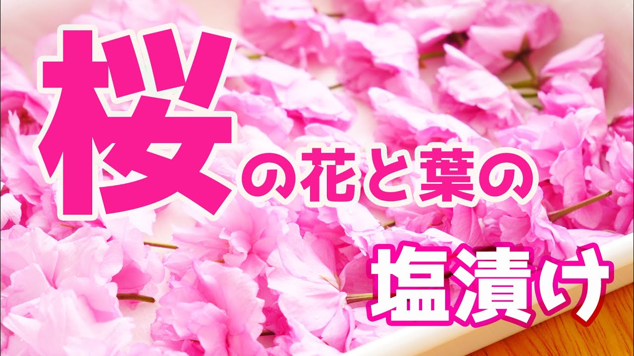 桜の花と葉の塩漬け