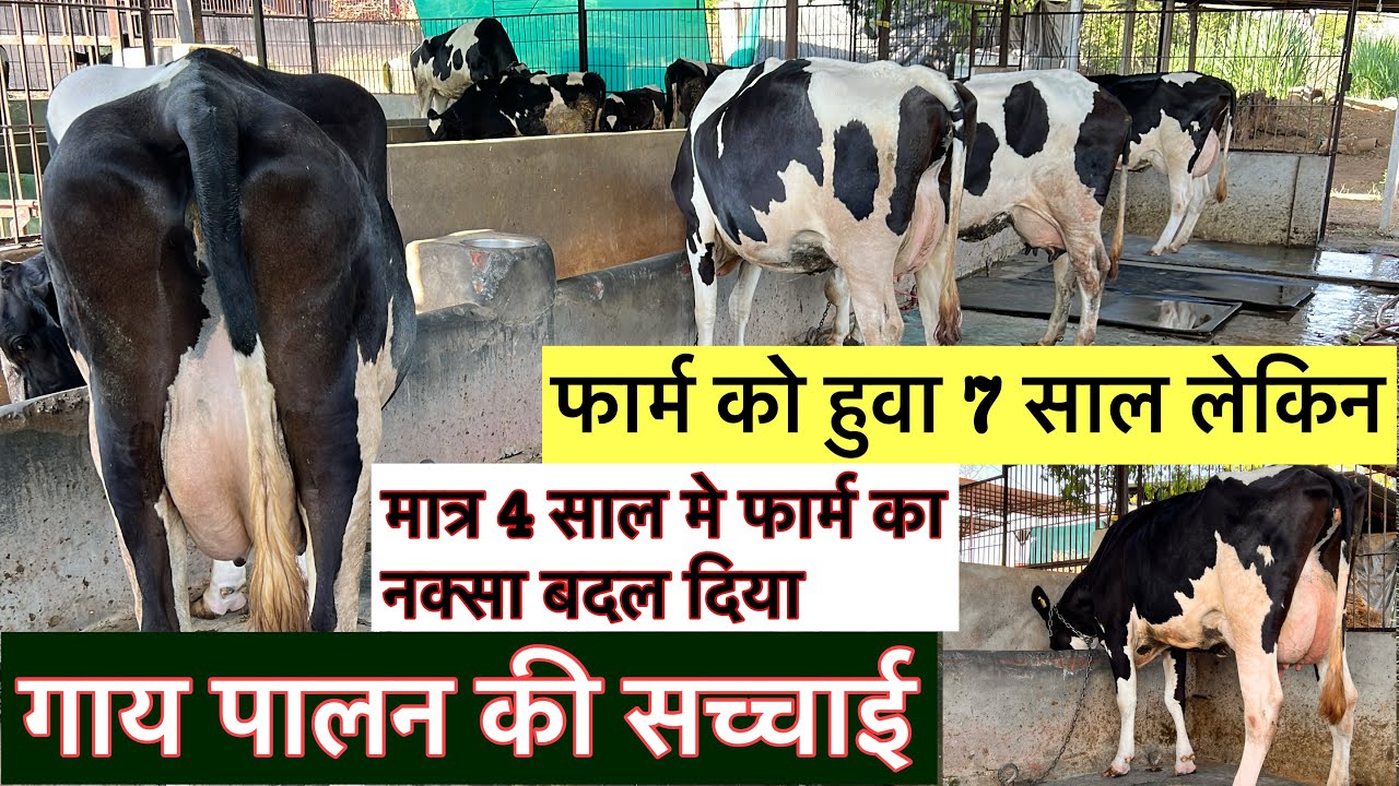 गाय पालन की सच्चाई//सब सच सच बताई//मात्र 4 साल मे फार्म का नक्सा बदल दिया kamiyab dairy farm Gujrat