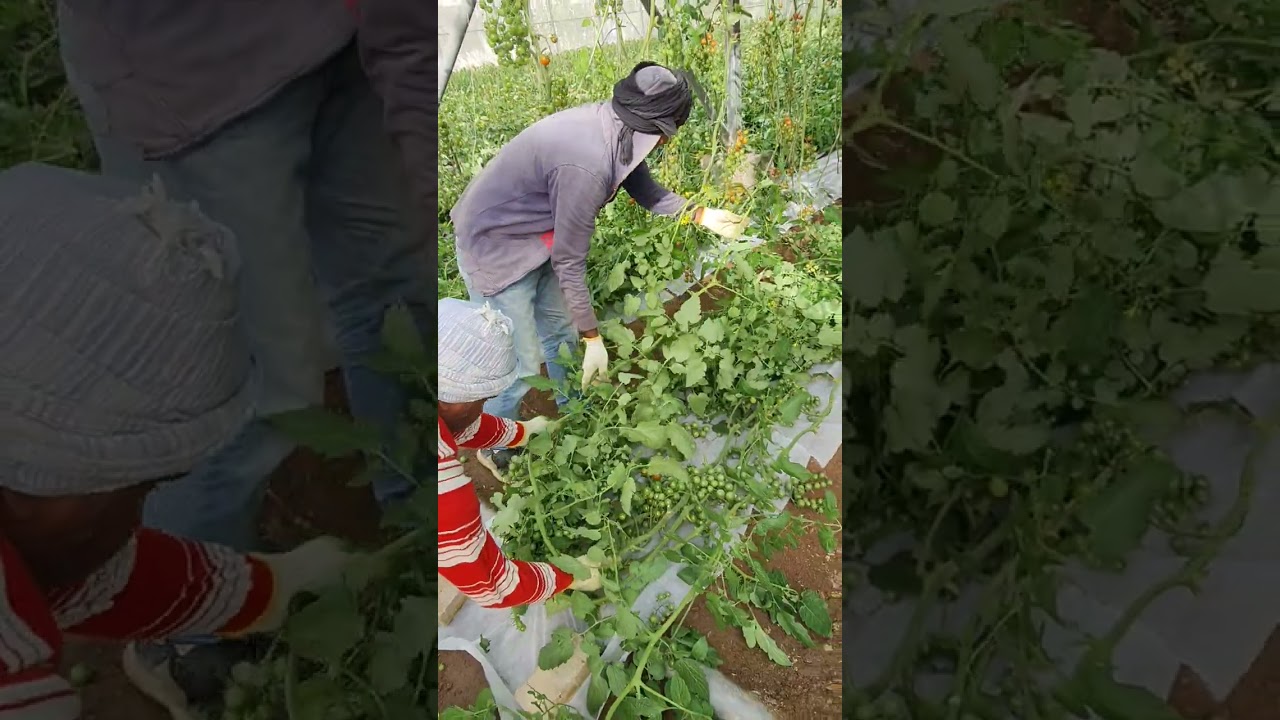 الترقيد الأول لشتلات طماطم الشيري .. طريقته وفائدته #البحرين #الخليج_العربي #زراعة #agriculture