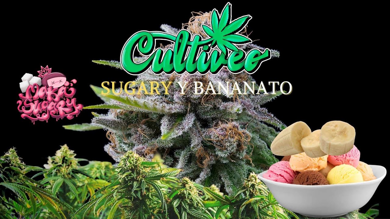 CULTIVEO SUGARY Y BANANATO