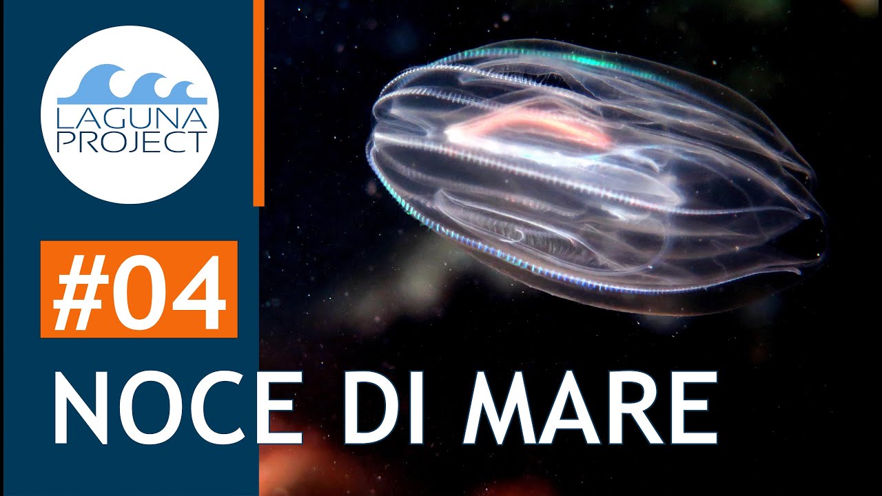 #04 NOCE DI MARE | Atlante della fauna dell'Alto Adriatico