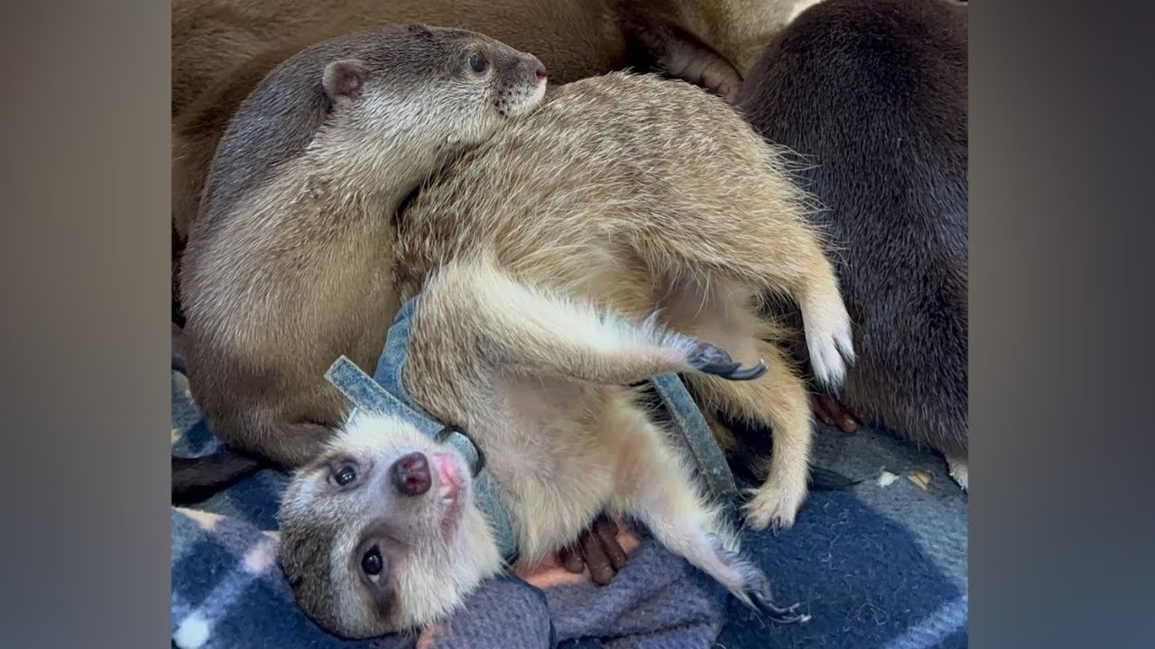 The meerkat is beginning to resemble an otter lately😁🦦😍💕|Cute Otter