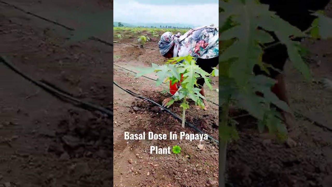 Basal in Papaya Plant