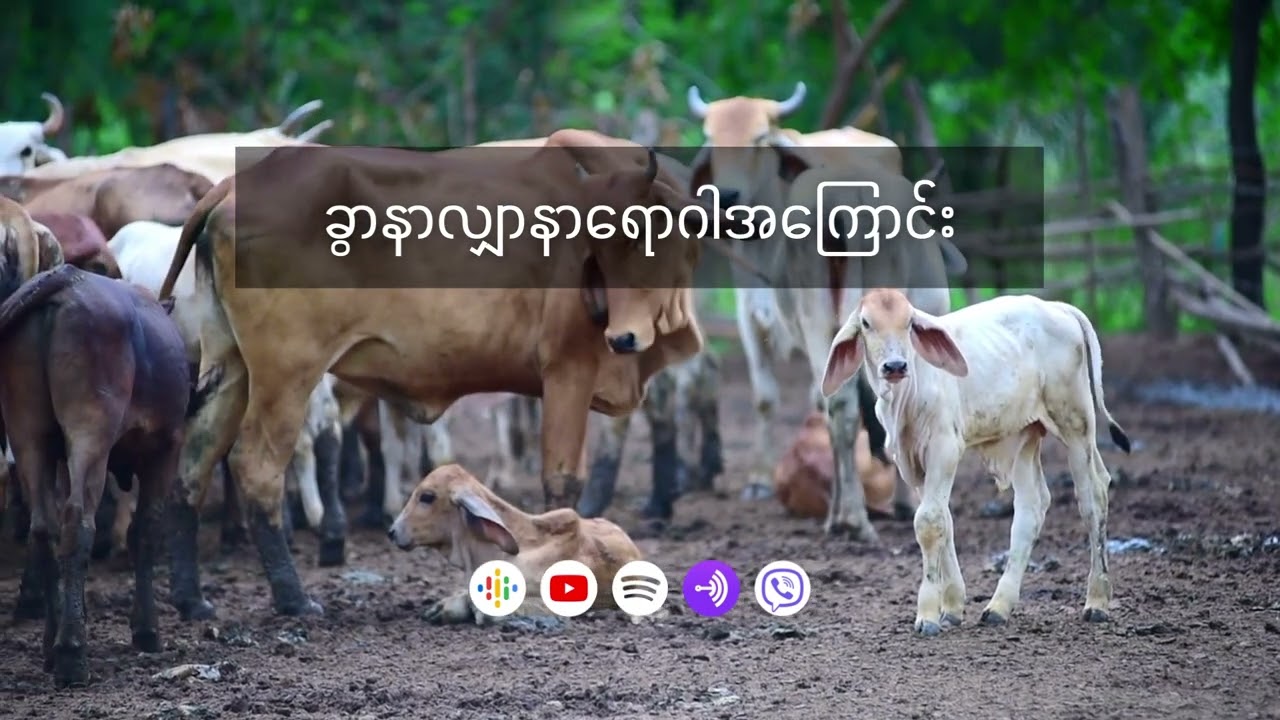 ခွာနာလျှာနာရောဂါအကြောင်း