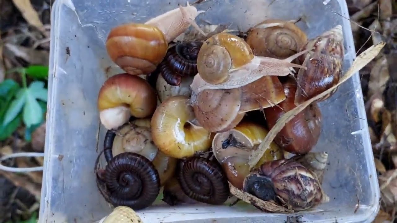 In the evenings I hunt for snails and millipedes in the tree trunks#snails#millipedes#