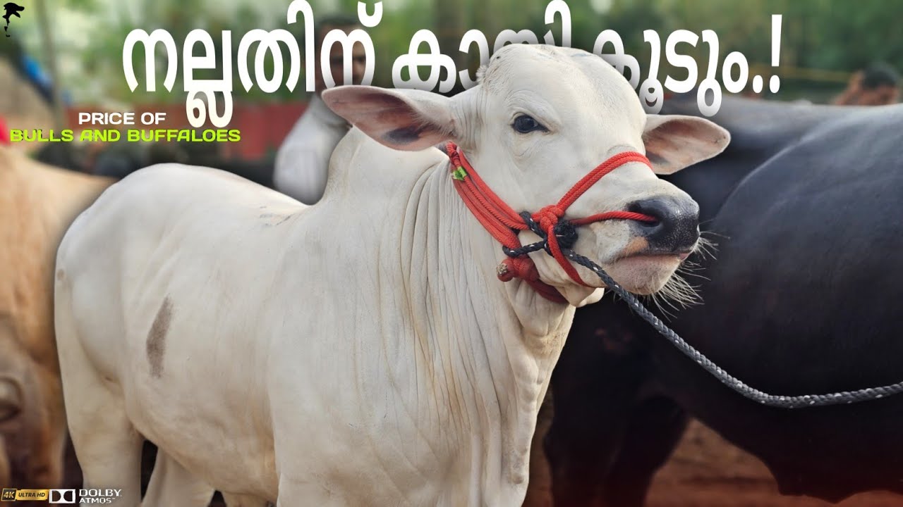 🐂നല്ലതിന് കായികൂടും💸Chattipparamba Chanda|Pothu chantha Malappuram|Kala chantha|Cattle Market Kerala