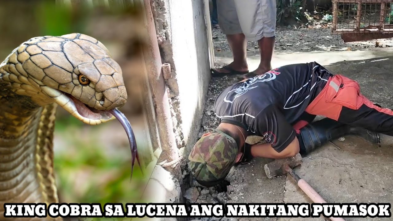 ISANG FARM SA LUCENA BINULABOG NG MAKAKAMANDAG NA AHAS AT KING COBRA