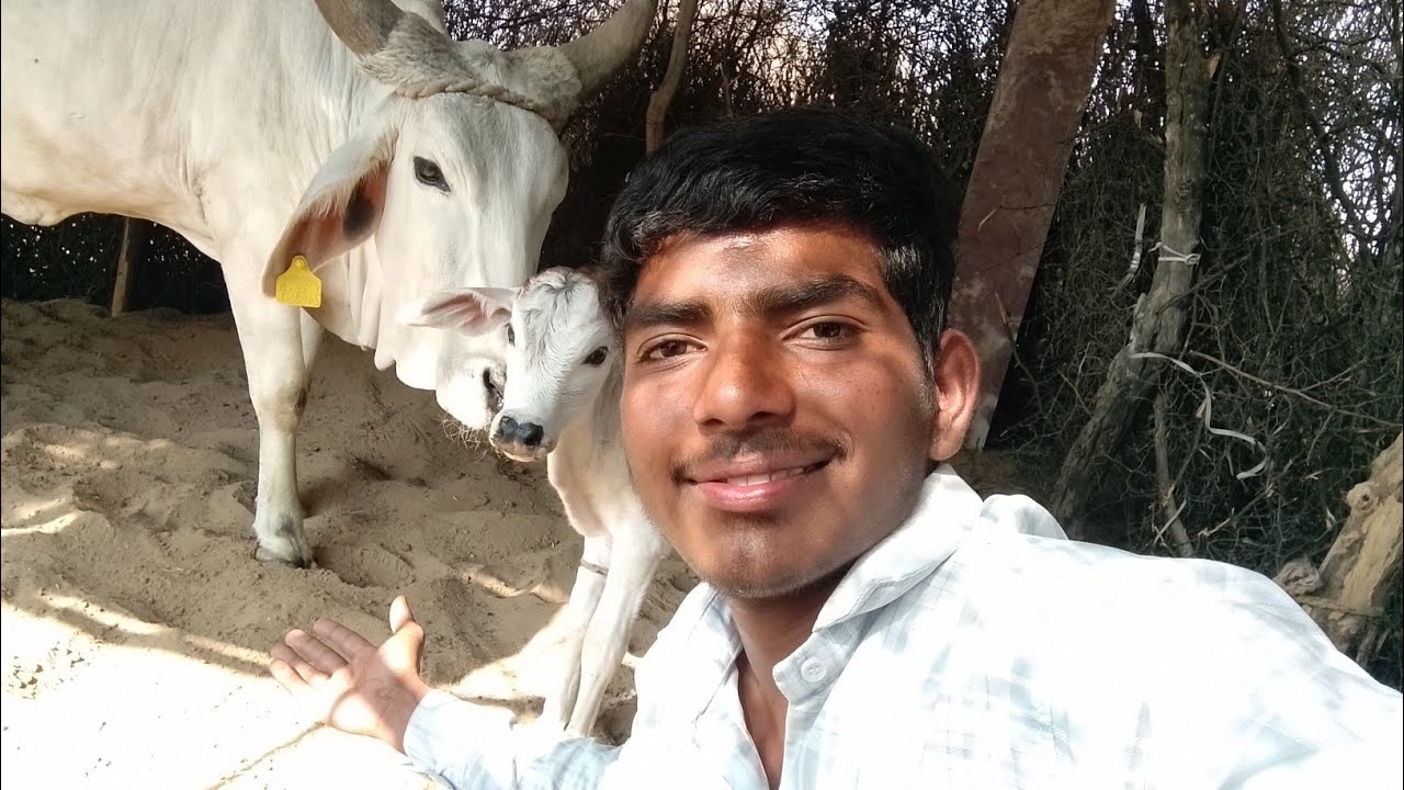 मेरी प्यारी गाय ❤️