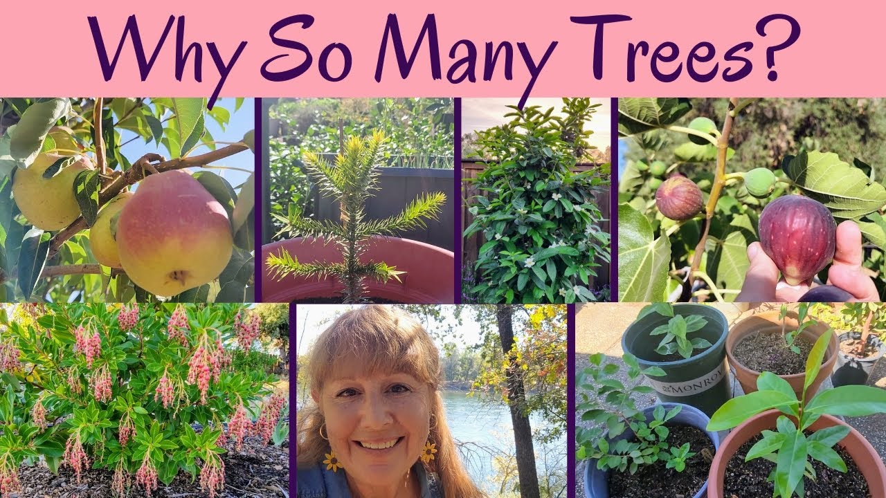 I'm a Happy TREE Collector! 5 Reasons I Grow a LOT of Fruit & Nut Trees ~ Unusual Trees, Too!