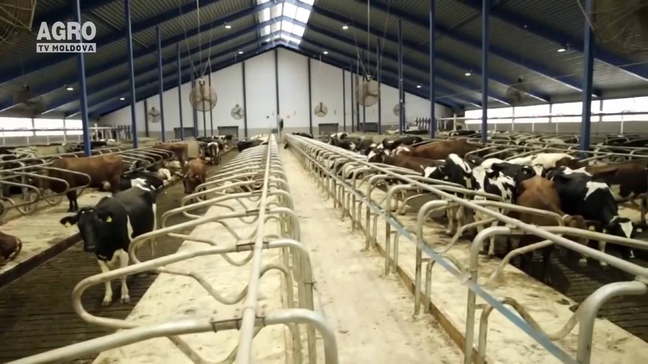 Cea mai mare fermă folosește roboți pentru a mulge vacile