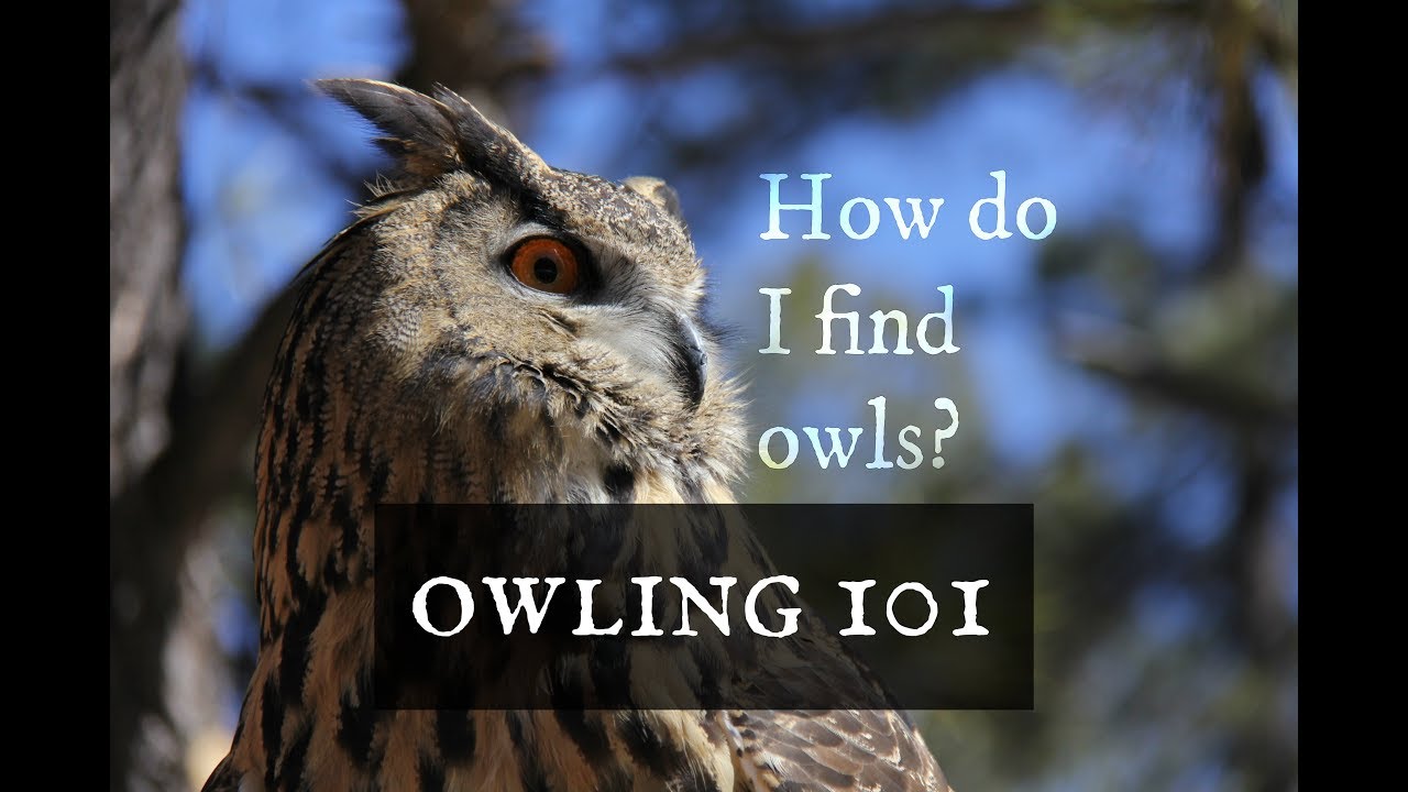 Owling 101: How do I find owls?