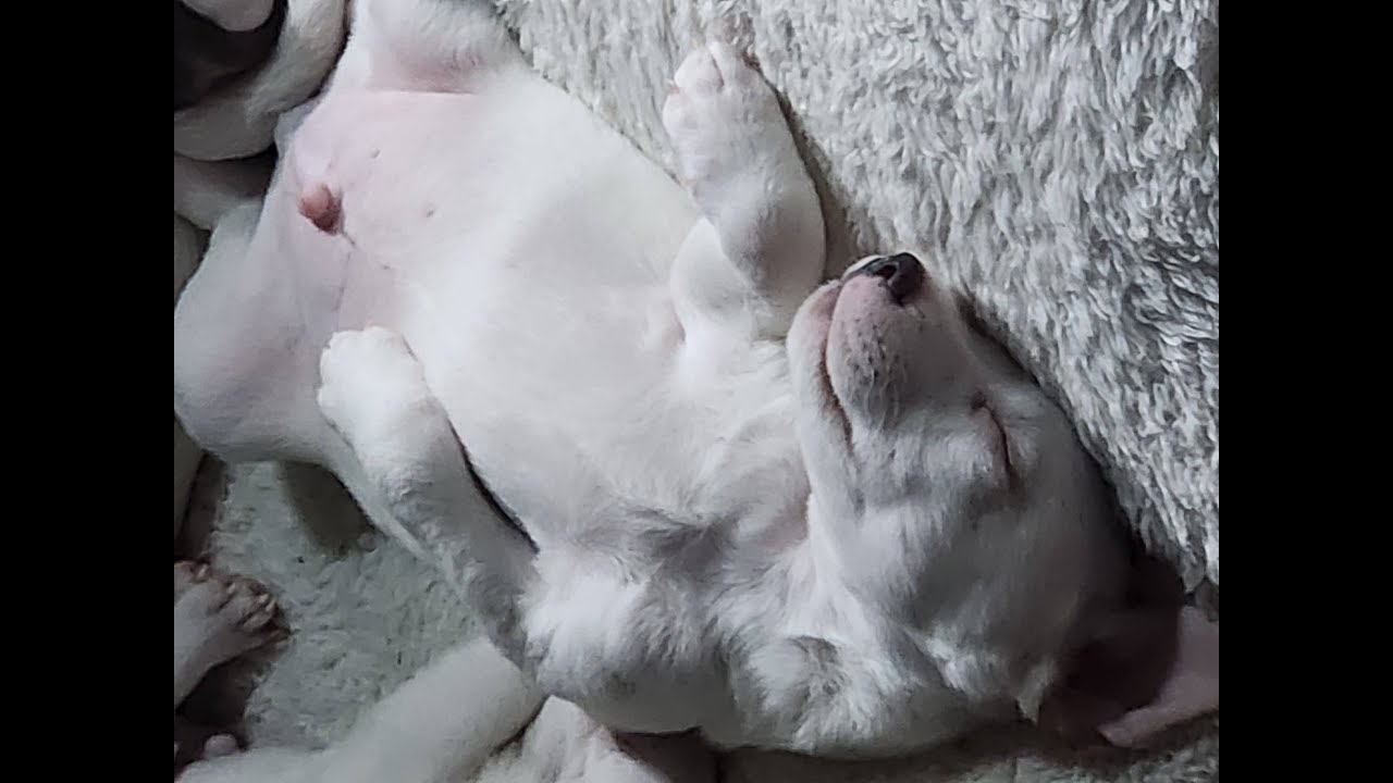Puppy Adventure 2 #shorts #share #viral #dogs #funnydogs #gospel #doglifes #youtubeshorts  #puppy