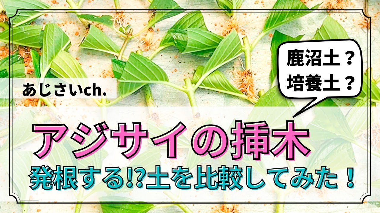 【挿木の実験‼】鹿沼土と培養土。どちらの土の方が発根するのか！?