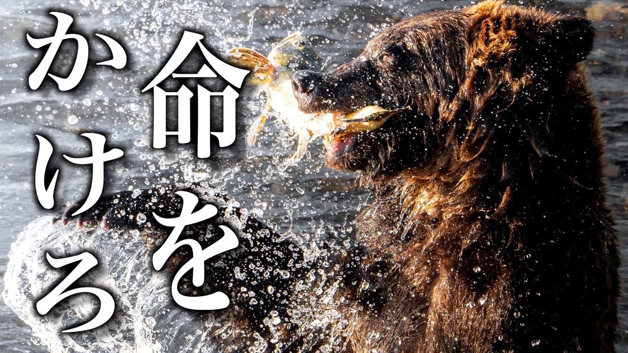 北海道がヤバすぎる。Nikon超望遠の極地。【Z9】