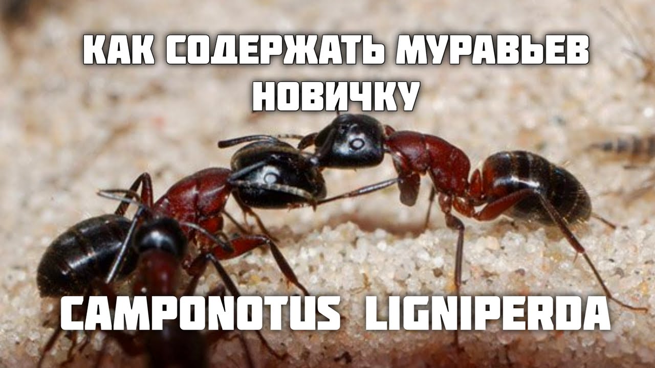 КАК ПОДНЯТЬ Camponotus ligniperda. Как начать содержать муравьев НОВИЧКУ в 2024