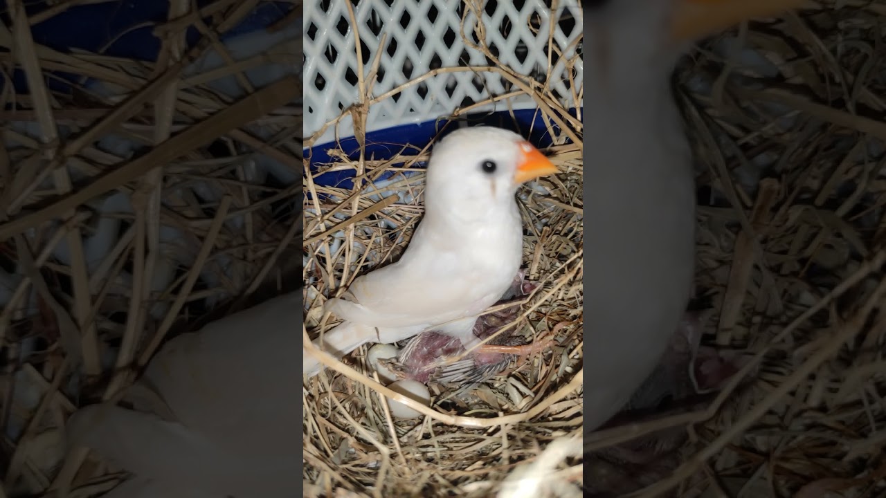 white finch eggs hatching time#short