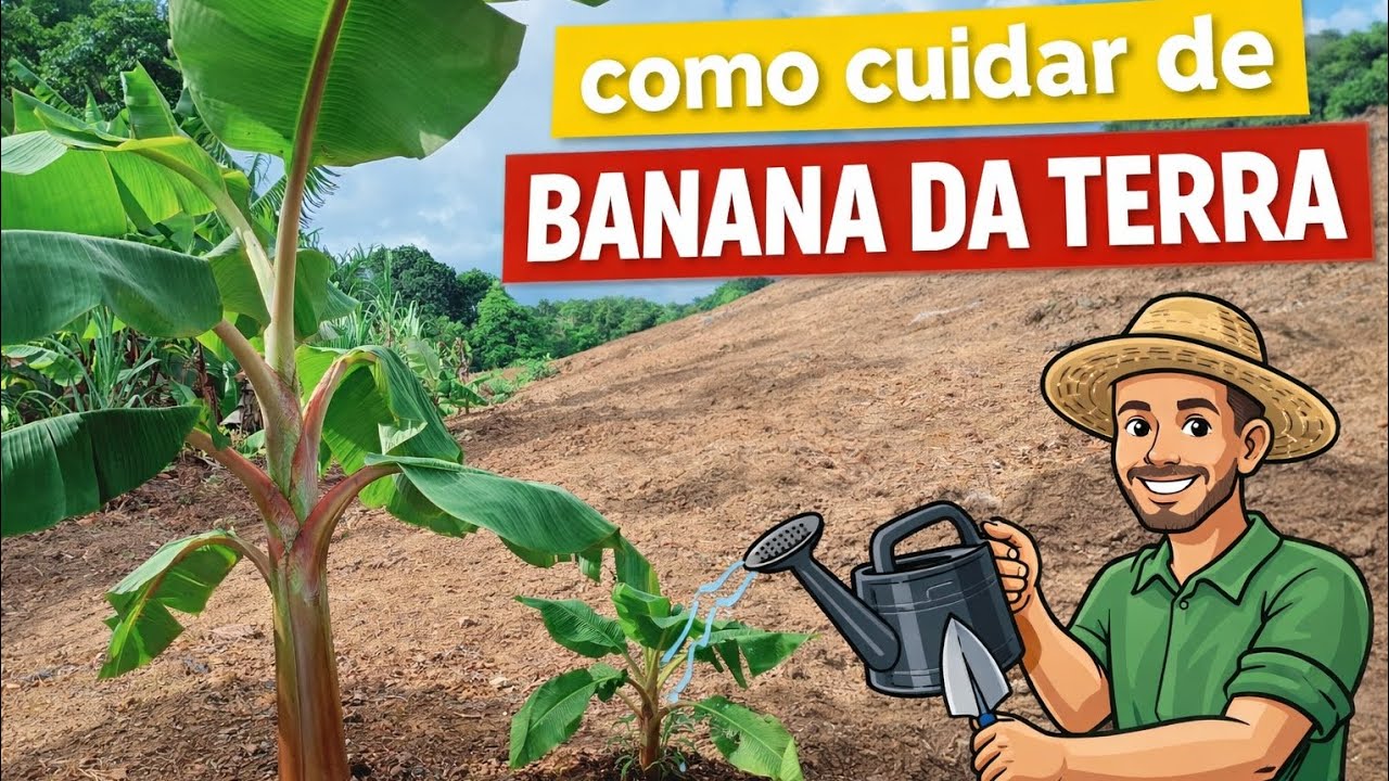 4 passos para cuidar de banana da terra.