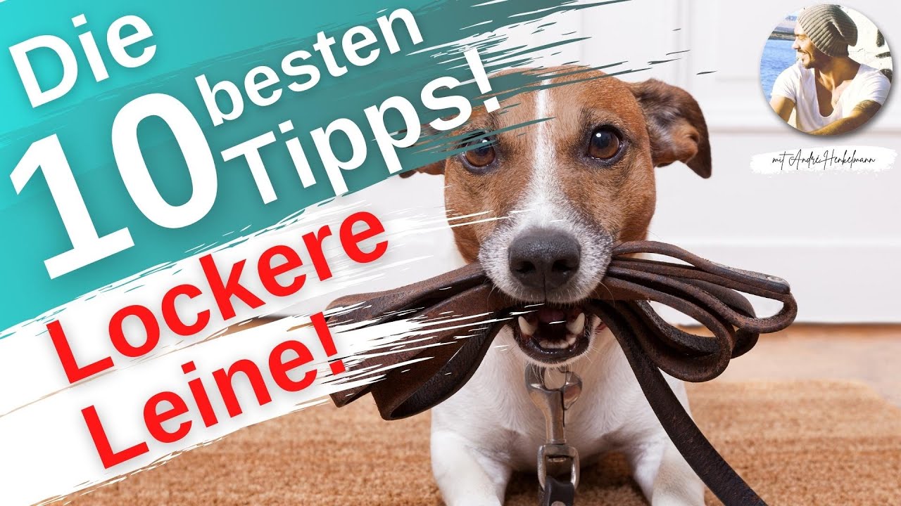 Starkes Ziehen an der Leine stoppen! Hundeerziehung: Die 10 wichtigsten & wertvollsten Tipps!