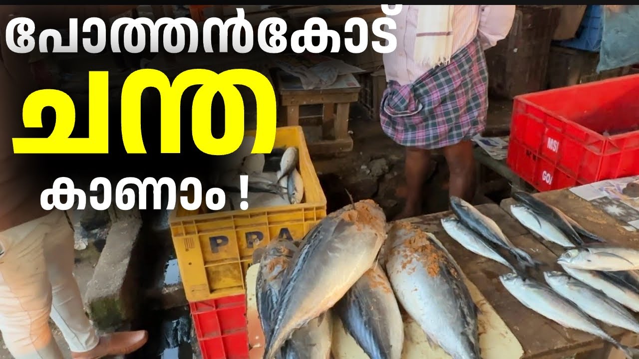 വെജിറ്റ്സ്ബിൾ കിറ്റ് 50rs മാത്രം | Pothenkode market | Malayalam vlog |@ektabyrani