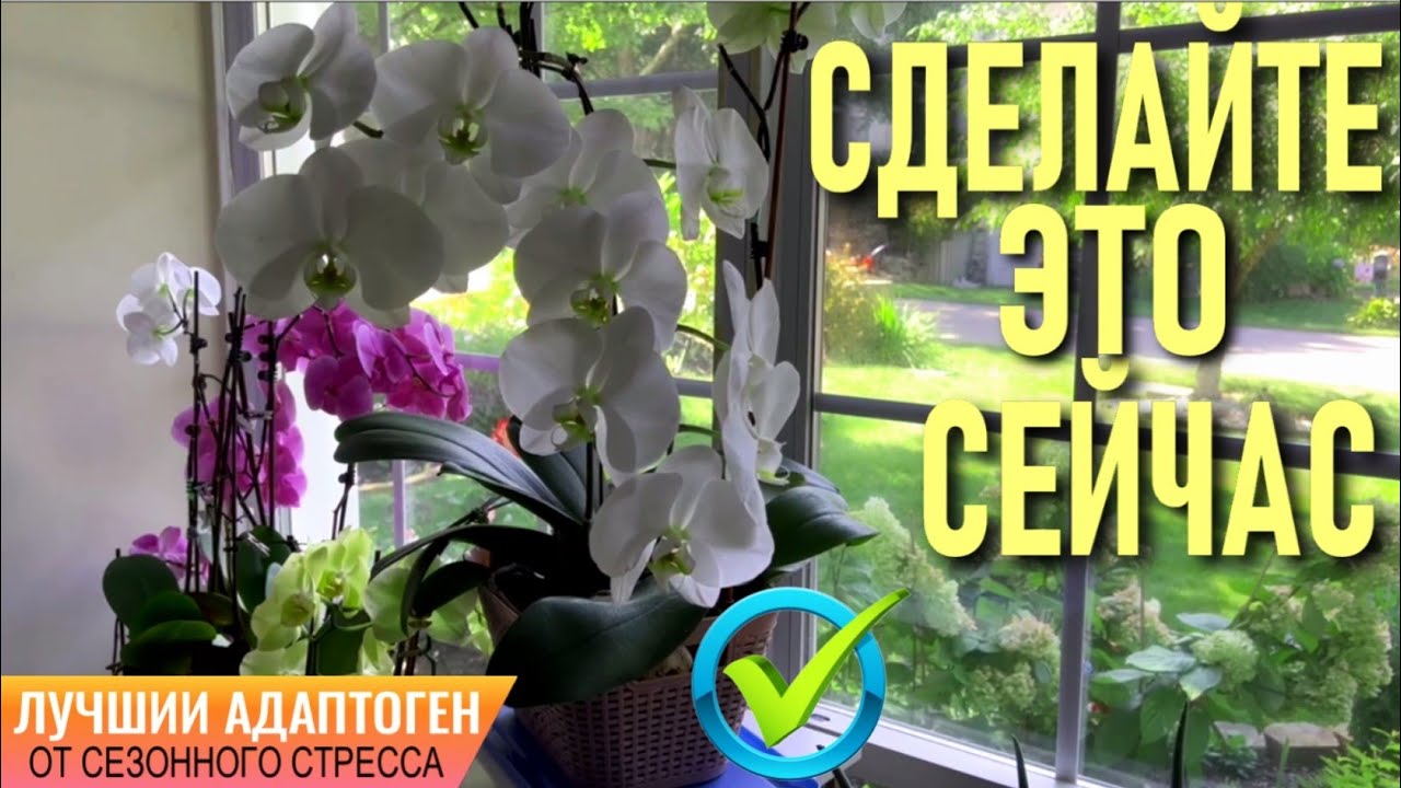 НЕ УПУСТИТЕ МОМЕНТ! СДЕЛАЙТЕ ЭТО В КОНЦЕ СЕНТЯБРЯ! ЭТО ПОМОЖЕТ ОРХИДЕЯМ ПЕРЕЖИТЬ СЕЗОННЫЙ СТРЕСС!
