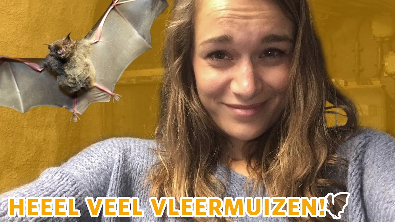 🦇 Hoe ziet het verblijf van de VLEERMUIZEN eruit? 🦇