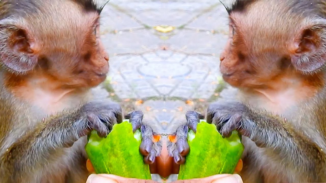 Young baby monkey trying to eat