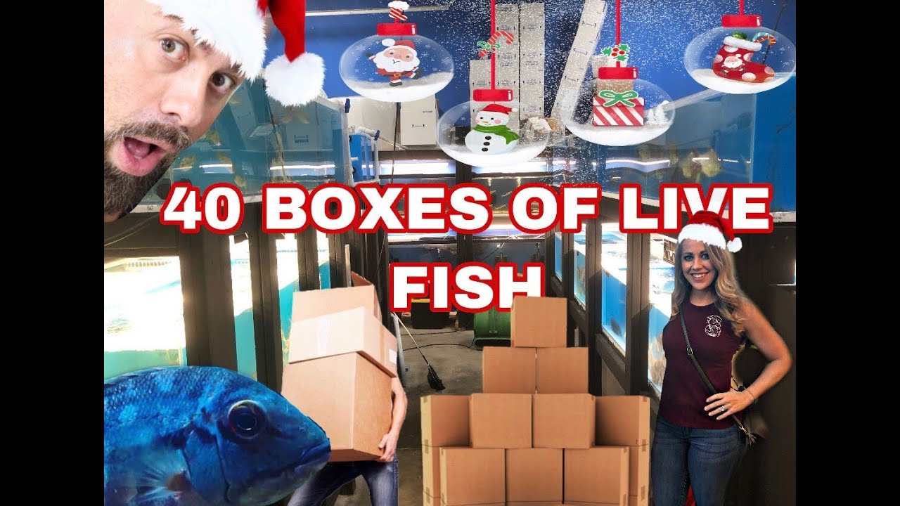 BIGGEST TROPICAL FISH SHIPMENT OF 2019 *UNBOXING*