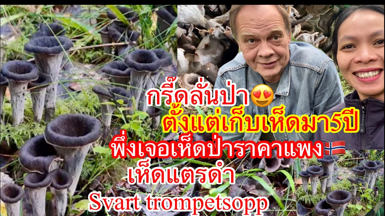 กรี๊ดลั่นป่า😃ตั้งแต่เก็บเห็ดมา5ปีพึ่งเจอเห็ดราคาโลละ1000เห็ดแตรดำSvart trompetsopp