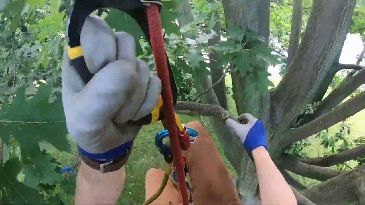 Climbing and cutting