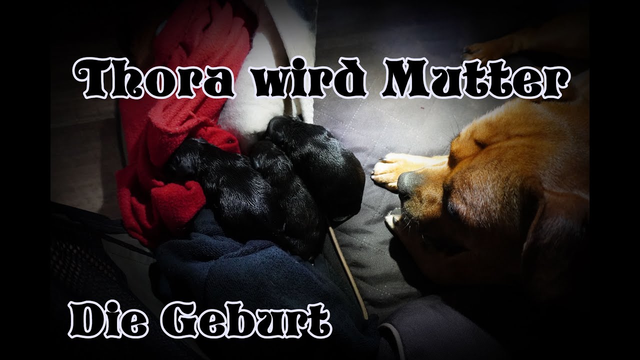 Die Geburt - Thora wird Mutter - Staffordshire Bullterrier Welpen Staffbull Sachsen puppy puppies