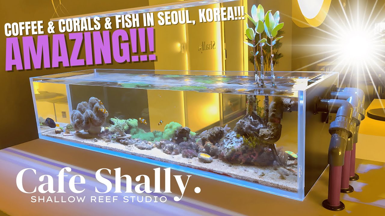 LFS Tour: Cafe Shally - Shallow Reef Studio in Seoul