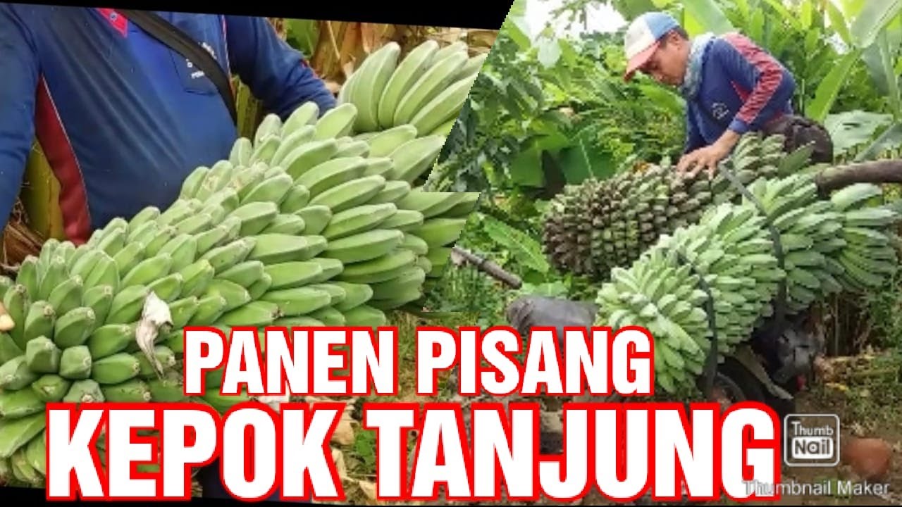 PANEN PISANG KEPOK TANJUNG // Vlog 34