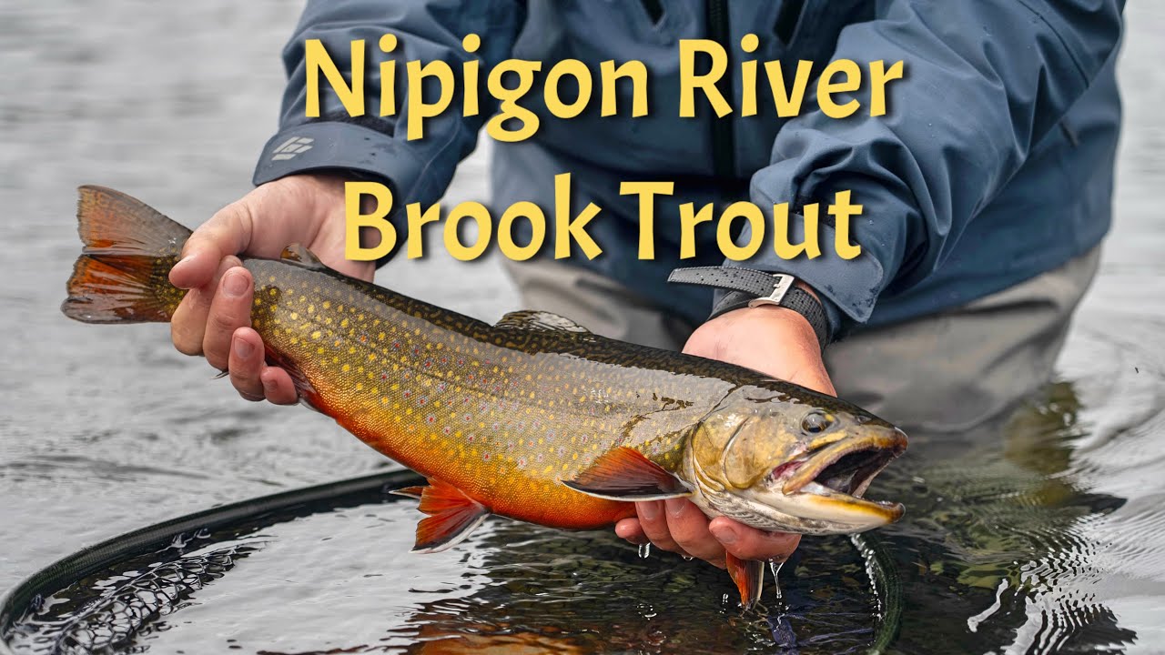 Nipigon River Brook Trout