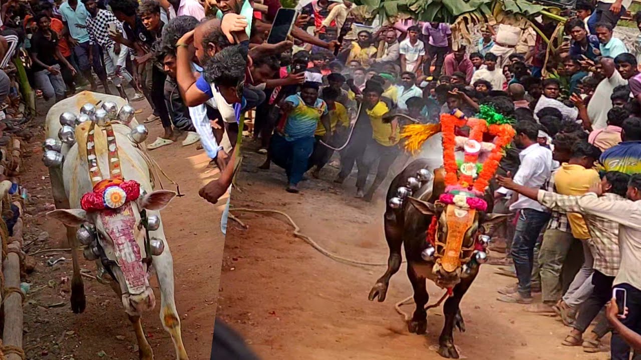 முதல் எட்டு பரிசு பெற்ற காளைகளின் வீடியோ காட்சிகள் சேர்பாடி 25/2/2026 @Tamizhrock 