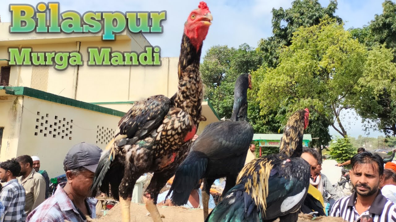 28 Bilaspur murga market 2024 | rampuri aseel murga for sale | aseel murga market in India