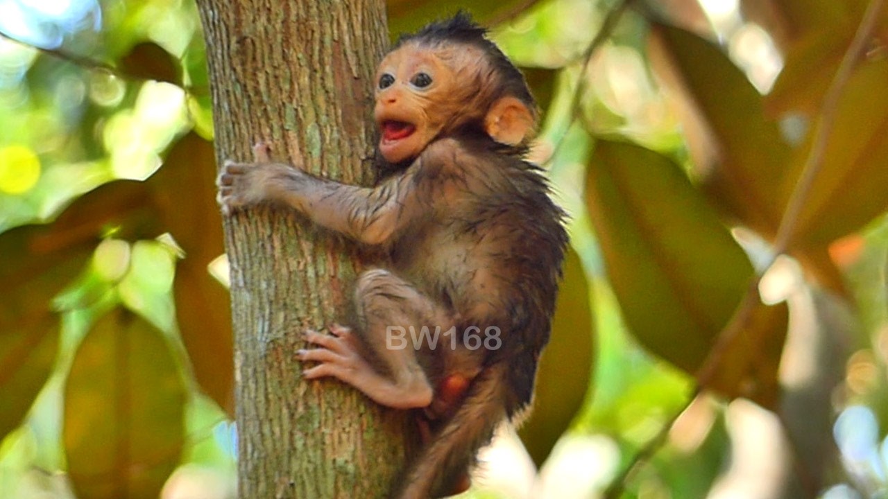 The cute baby monkey Eleanor struggles to escape from the old mama's control