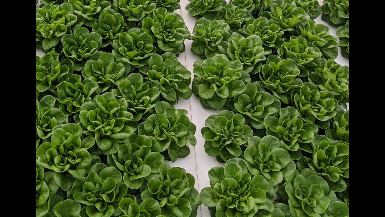 Viking Aquaponics: Tour of our commercial system: May 29th, 2021.